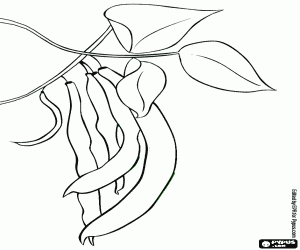 300x250 Food Ingredients Vegetables Coloring Pages Printable Games