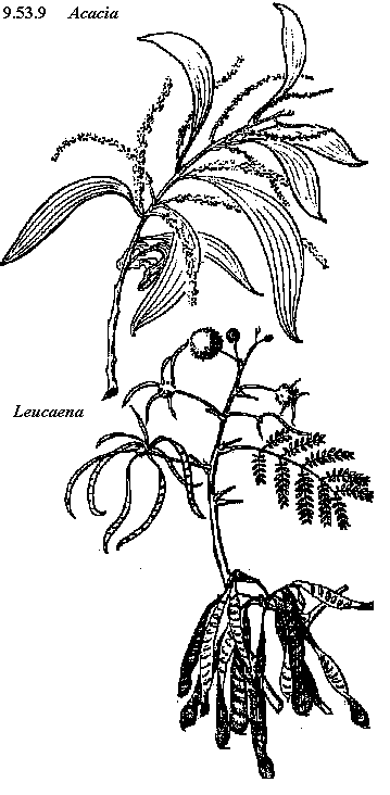 359x732 Foodgardens5