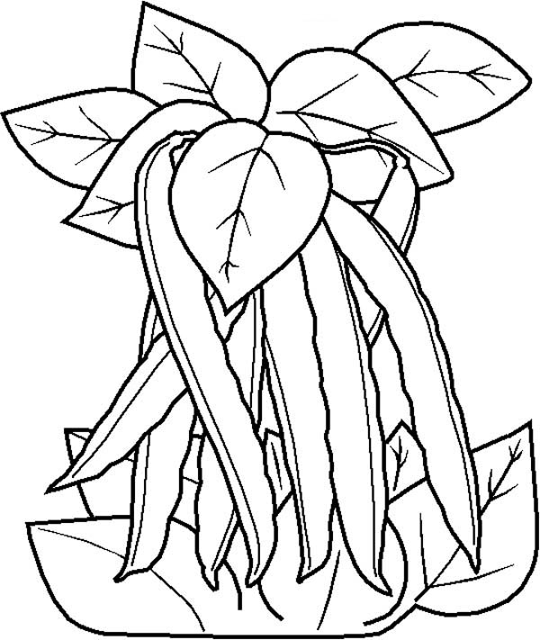 600x711 Free Coloring Pages Of Green Bean Happy Bean Day!