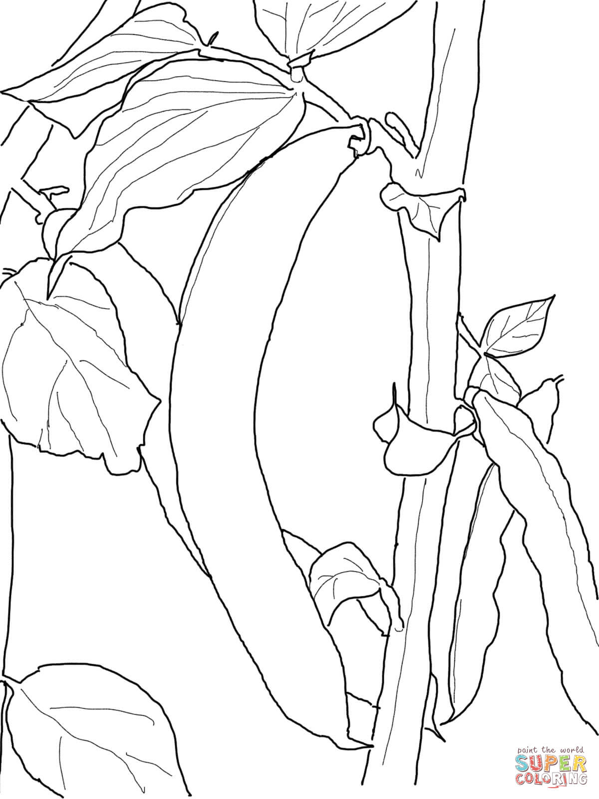 1200x1600 Green Bean Coloring Page Free Printable Coloring Pages