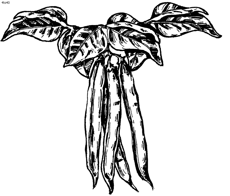 800x681 Green Beans Coloring Pages