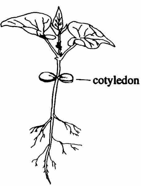 459x603 Lab Help For Ex. 5 Green Plant