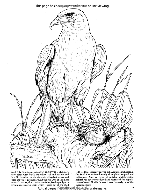 600x800 Birds Of Prey Coloring Book (Dover Nature Coloring Book) Amazon