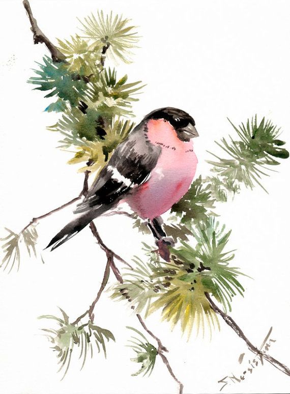 570x774 Bullfinch, Original Watercolor Painting, 12 X 9 In, Bullfinch