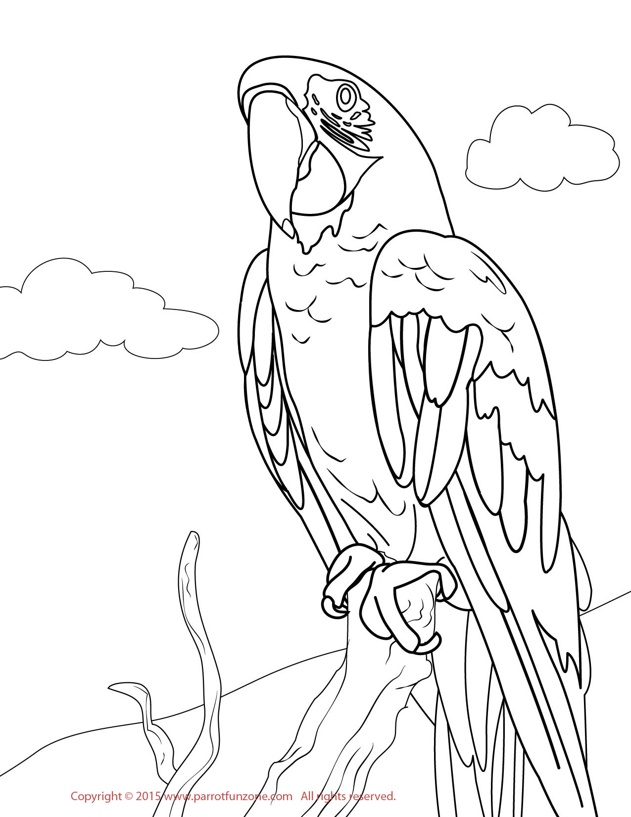 1275x1650 Greenwing Macaw