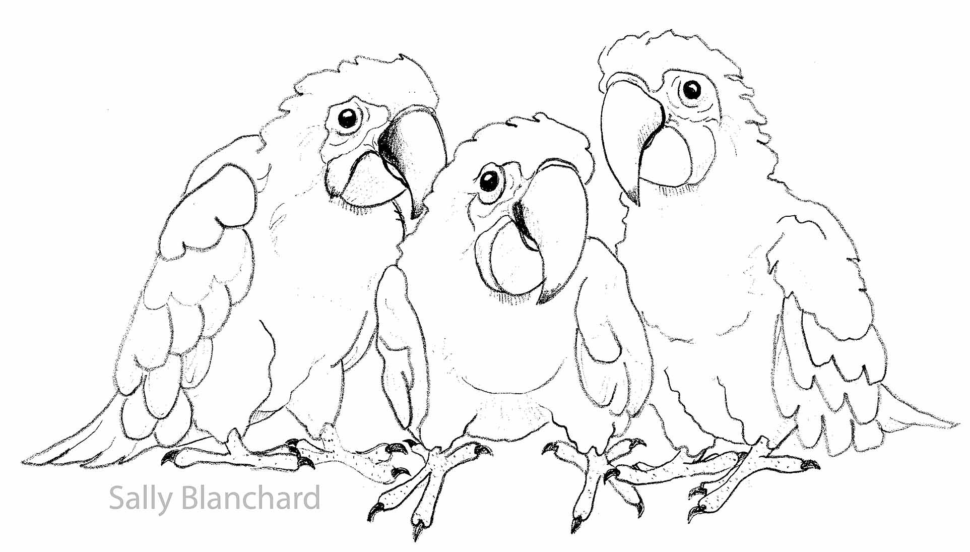 1925x1095 Sally Blanchard