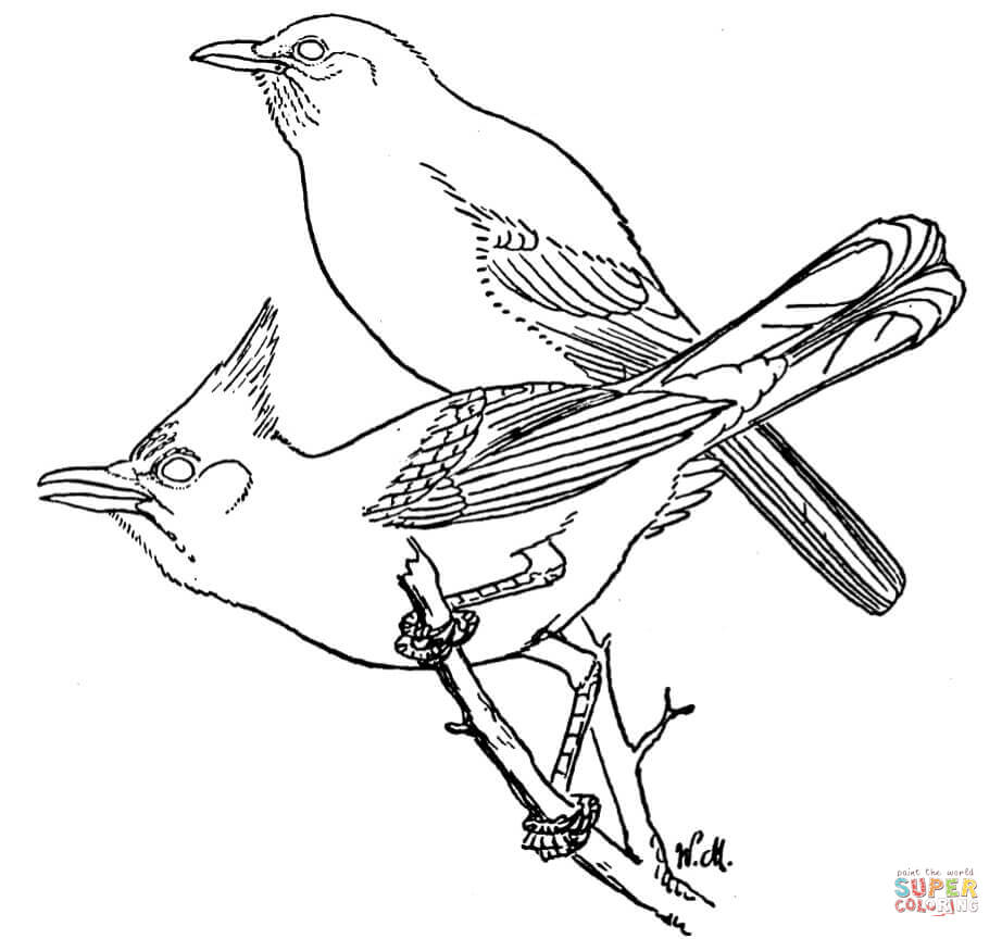 922x864 Scrub And Steller's Jays Coloring Page Free Printable Coloring Pages