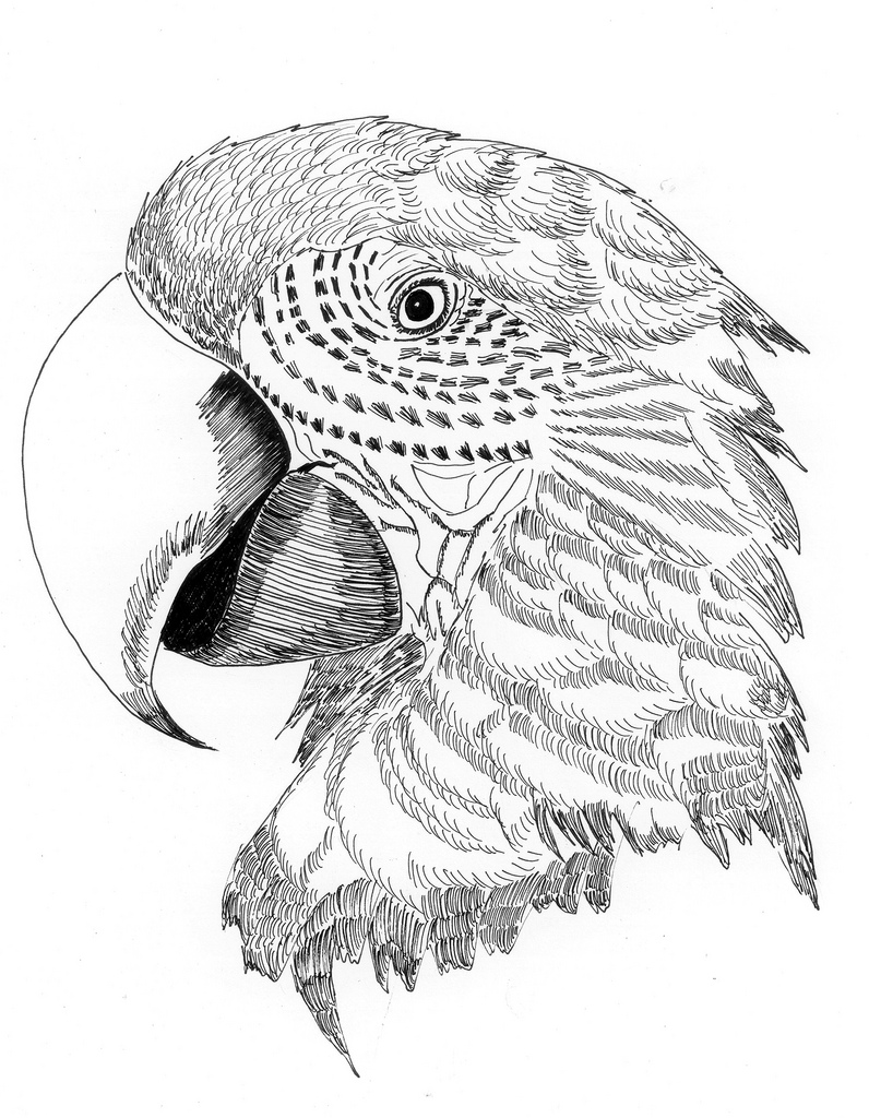 796x1024 The World's Best Photos Of Macaw And Sketch