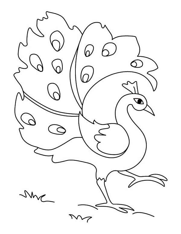 600x776 29 Best Sketches Images On Peacock, Coloring Books