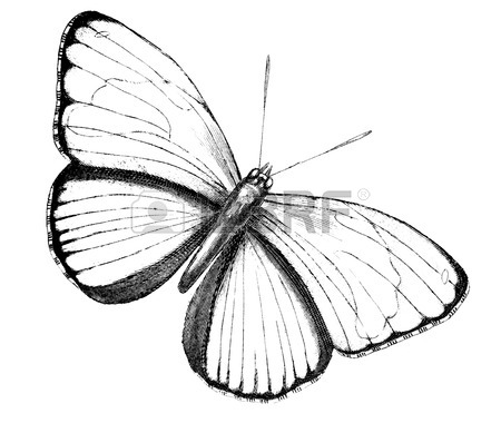 450x380 19th Century Engraving Of An Emperor Butterfly Stock Photo