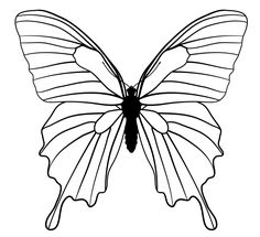 236x215 Butterfly Wing Shapes Drawingbutterfly 8 2 Design Shape