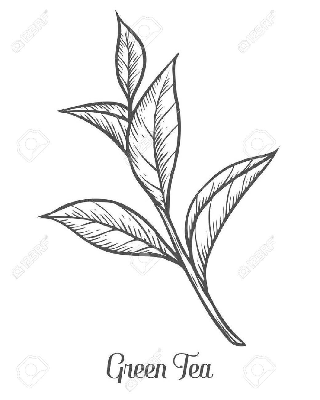 1039x1300 Green Tea Plant, Leaf. Hand Drawn Sketch Vector Illustration