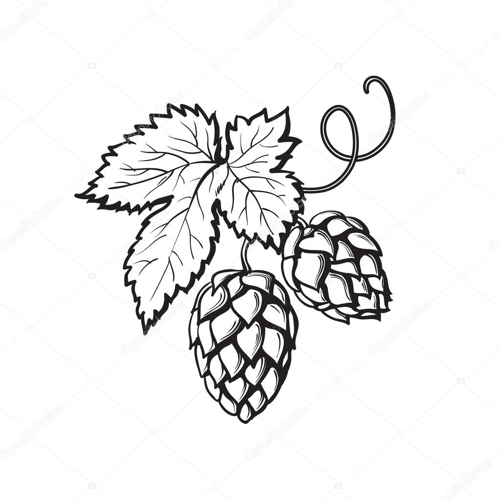 1024x1024 Green Hop Plant, Sketch Style Vector Illustration Stock Vector