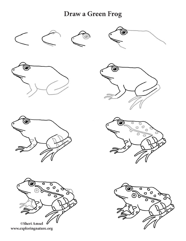 612x792 Frog (Green) Drawing Lesson