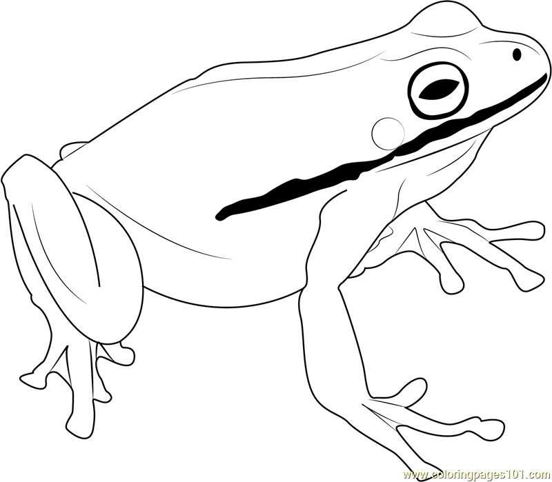 800x699 Green Frog Coloring Page