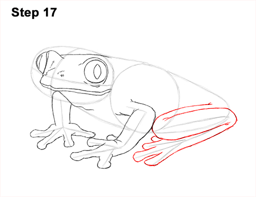 500x386 How To Draw A Frog (Red Eyed Tree Frog)