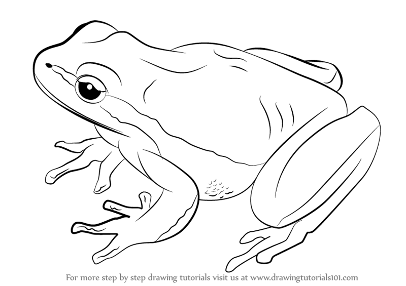 800x565 Learn How To Draw A Lemon Yellow Tree Frog (Amphibians) Step By