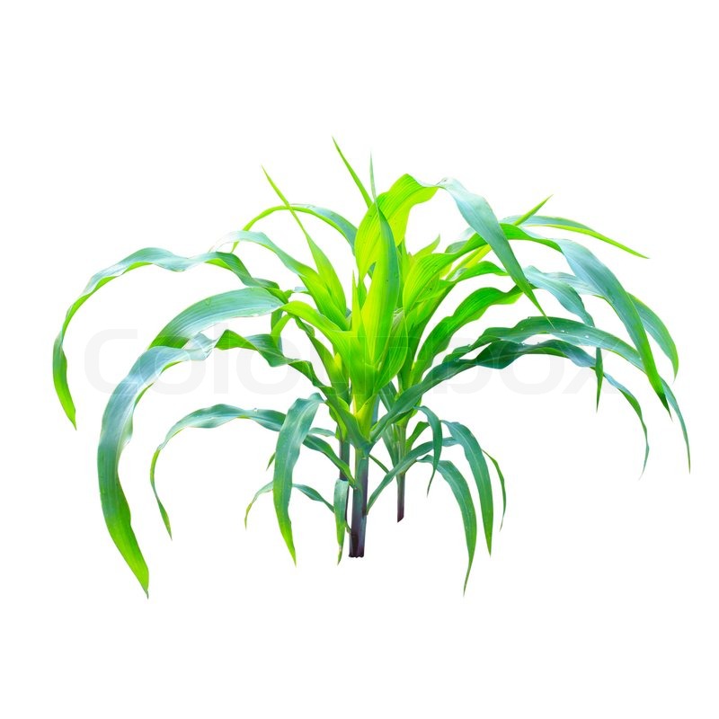 800x800 Corn Plant Isolated On White Background Stock Photo Colourbox