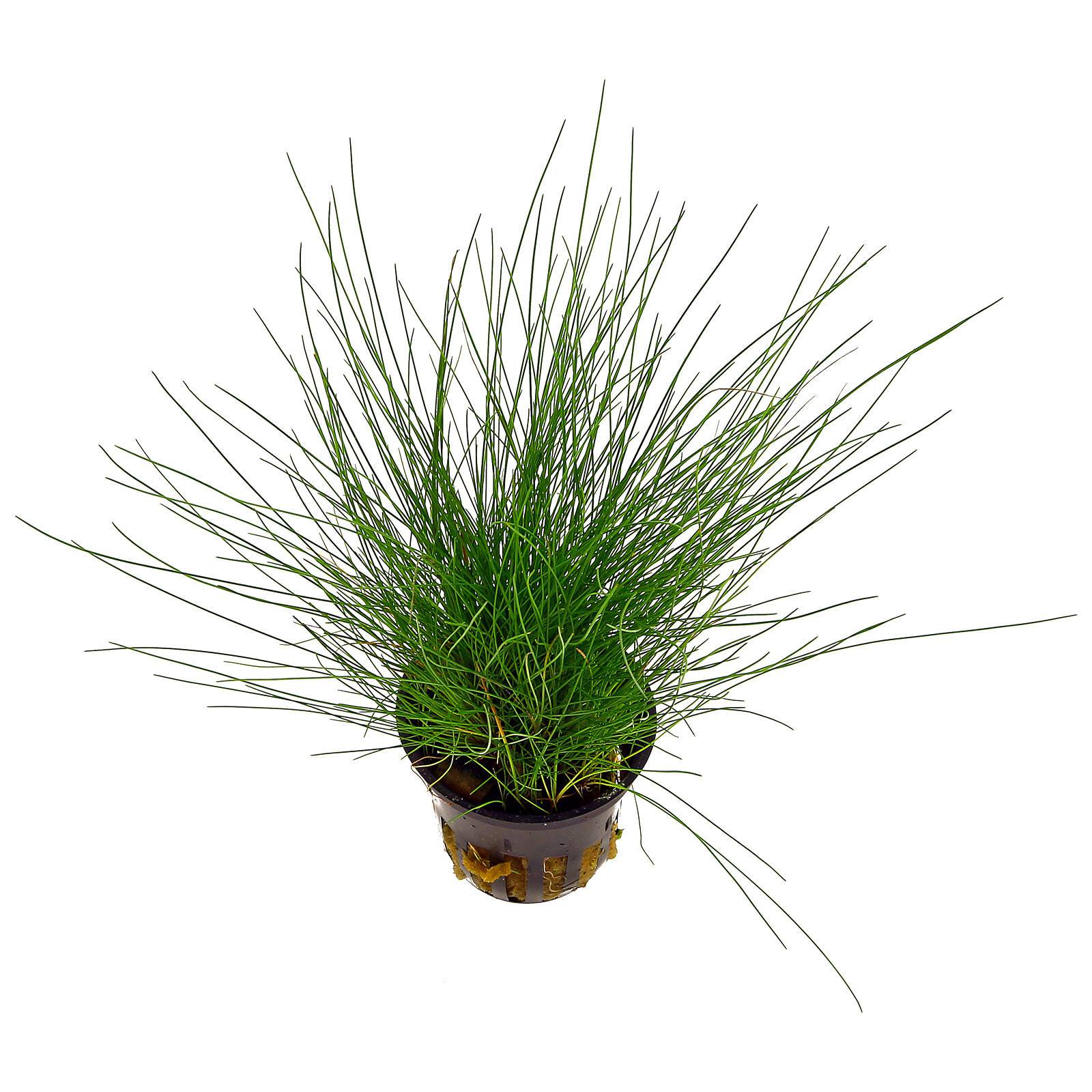 1600x1600 Eleocharis Pusilla (Parvula)