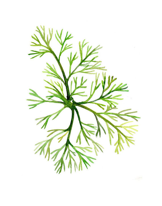 570x723 Green Sea Fingers Seaweed Watercolor Painting Print Green