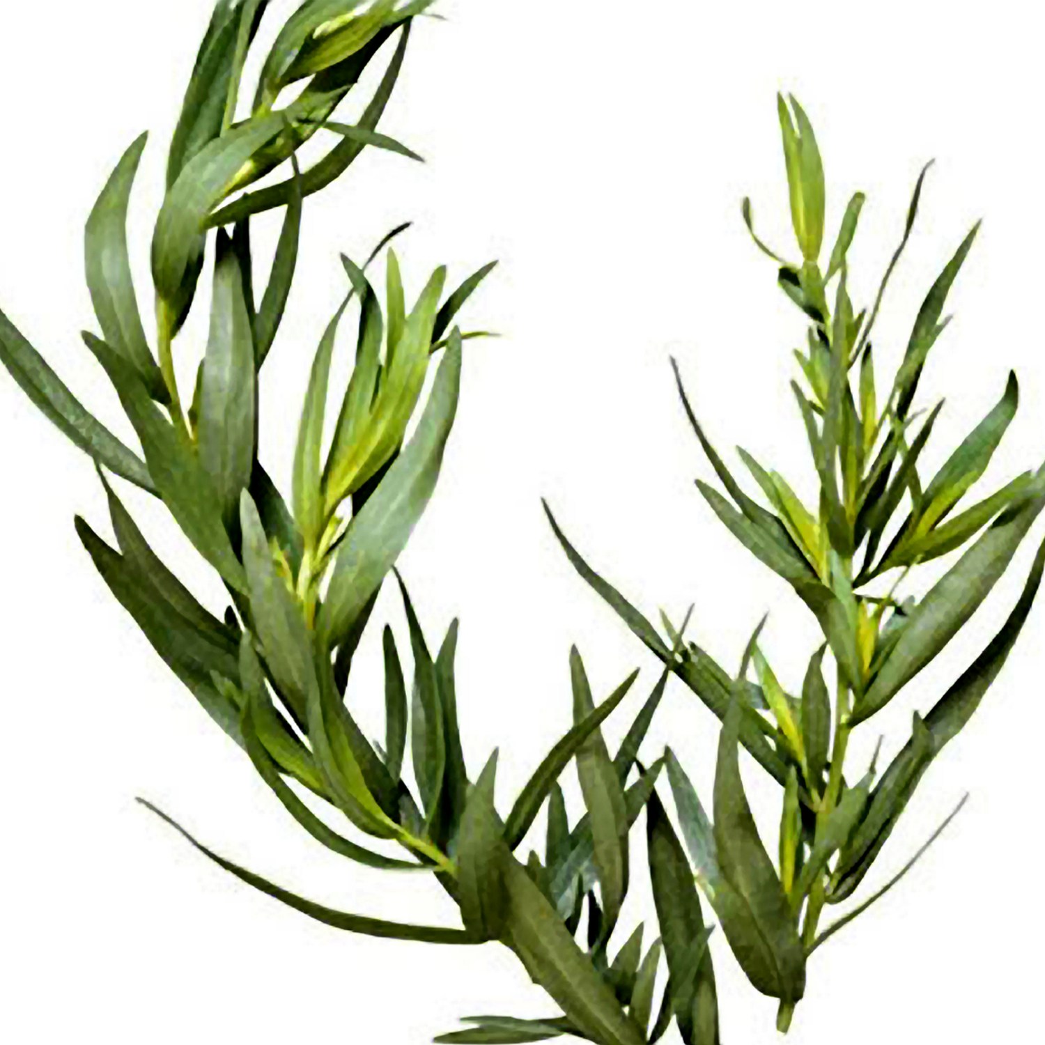 1500x1500 Melaleuca Tea Tree