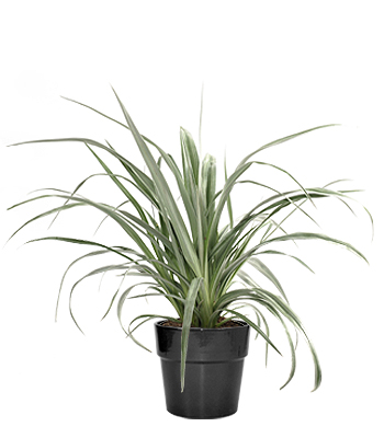 350x400 Our Choice Plant