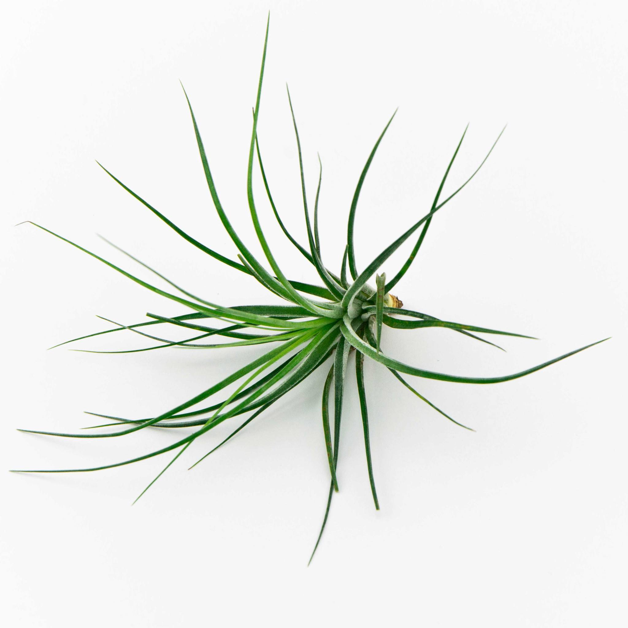 2048x2048 Stricta