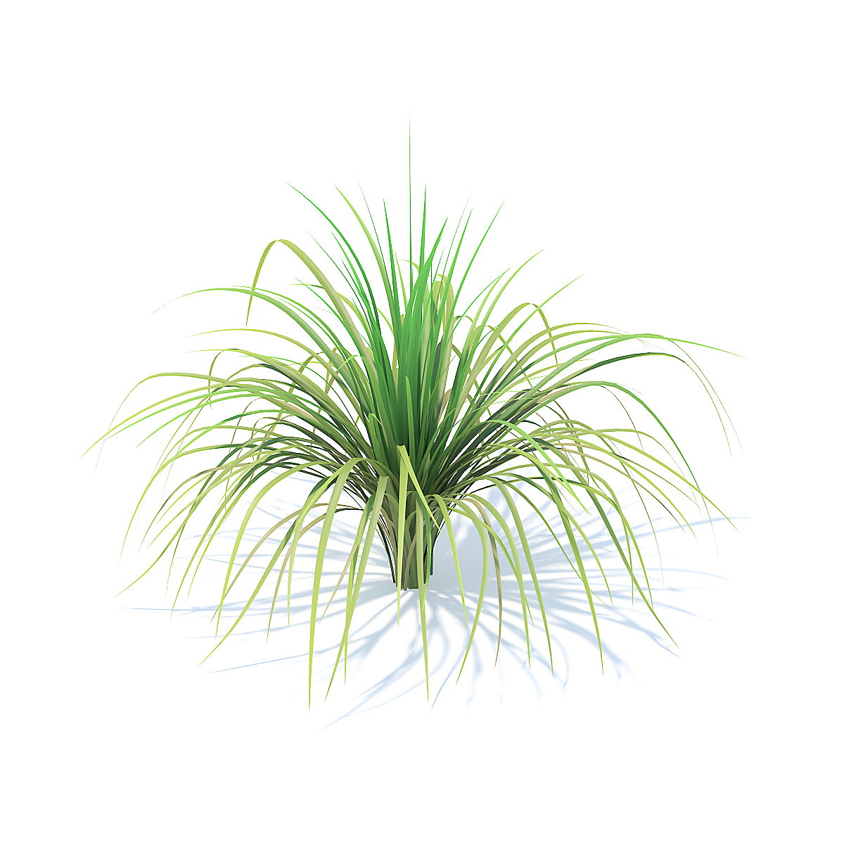 1200x1200 Tall Grass 3d Model