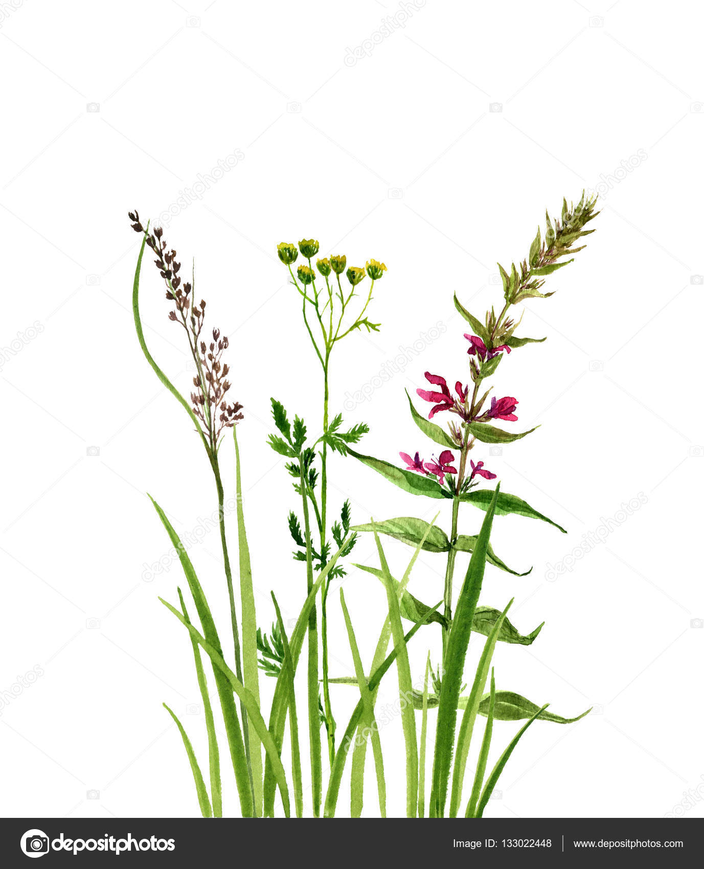 1377x1700 Watercolor Drawing Green Grass And Flowers Stock Photo