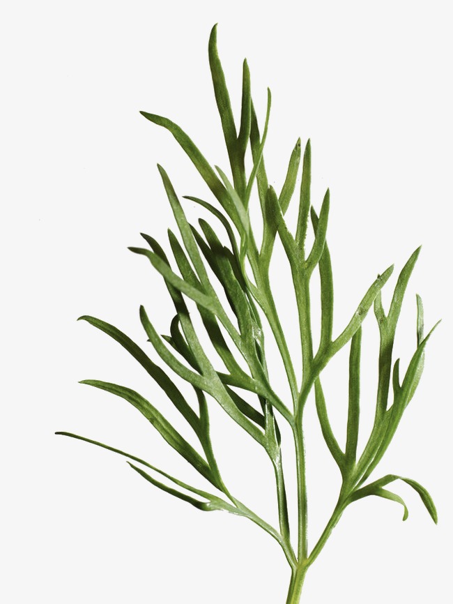 650x866 Plant,leaf, Green Leaves, Drugs, Health Png Image And Clipart