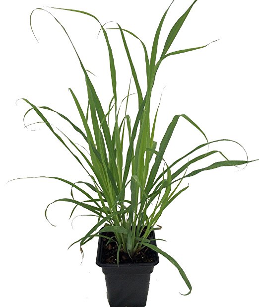 522x618 Lemon Grass Herb Plant