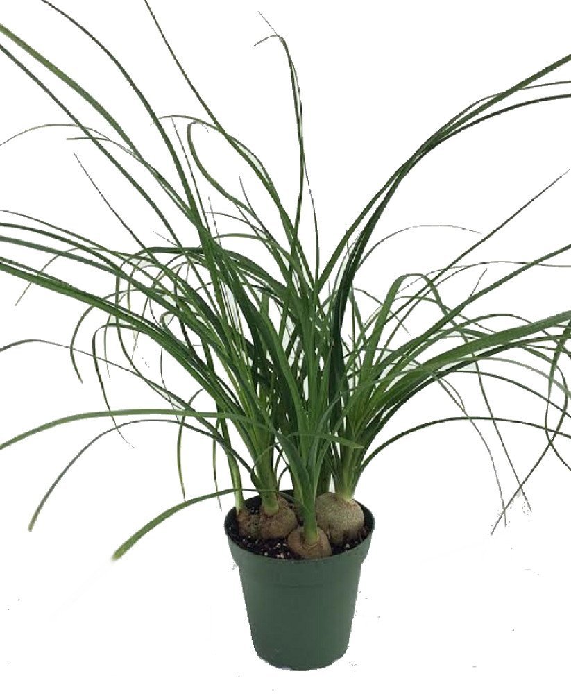 823x1000 Ponytail Palm