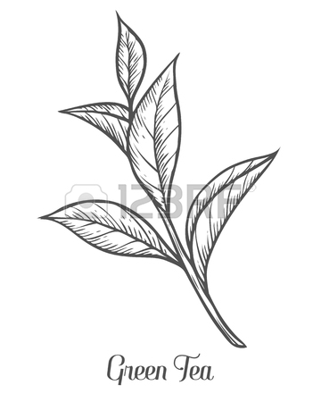 360x450 Green Tea Plant, Leaf. Hand Drawn Sketch Vector Illustration