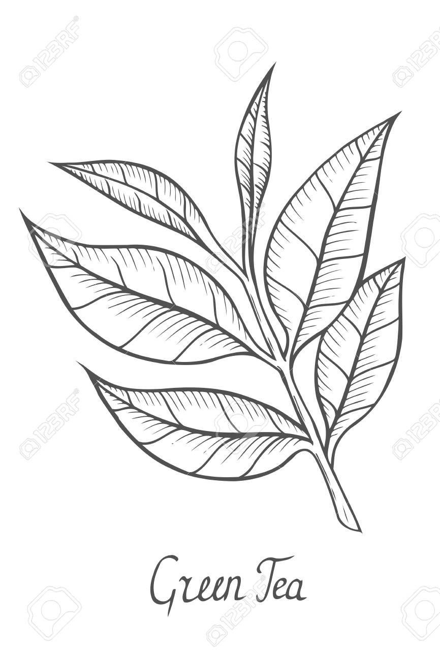866x1300 Green Tea Plant Illustration. Royalty Free Cliparts, Vectors,