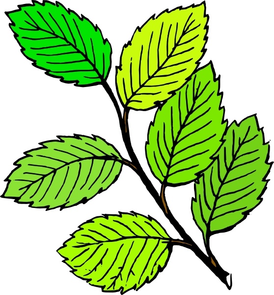 558x600 Summer Leaves Clip Art Free Vector In Open Office Drawing Svg