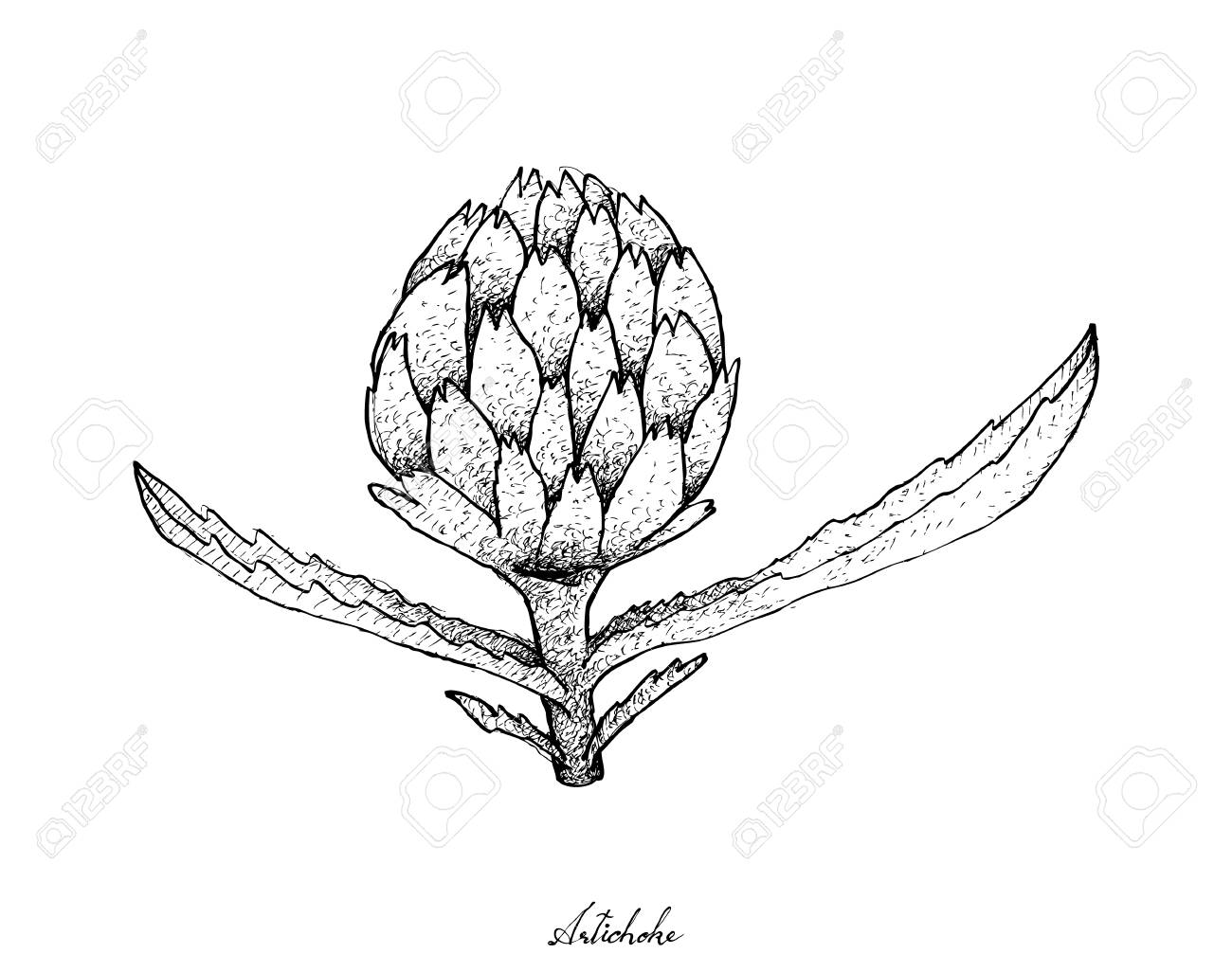 1300x1026 Vegetable, Illustration Of Hand Drawn Sketch Delicious Fresh