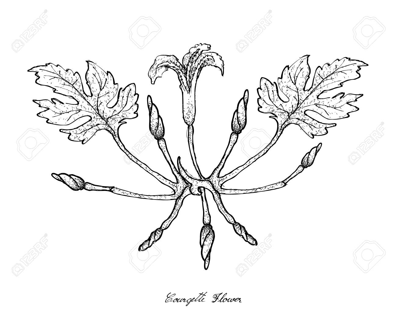 1300x1026 Vegetable, Illustration Of Hand Drawn Sketch Fresh Courgette