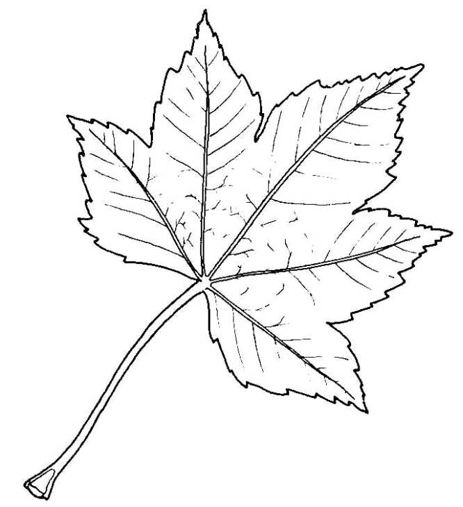 666x730 Biological Drawing Of Sycamore Leaf Resources For Biology