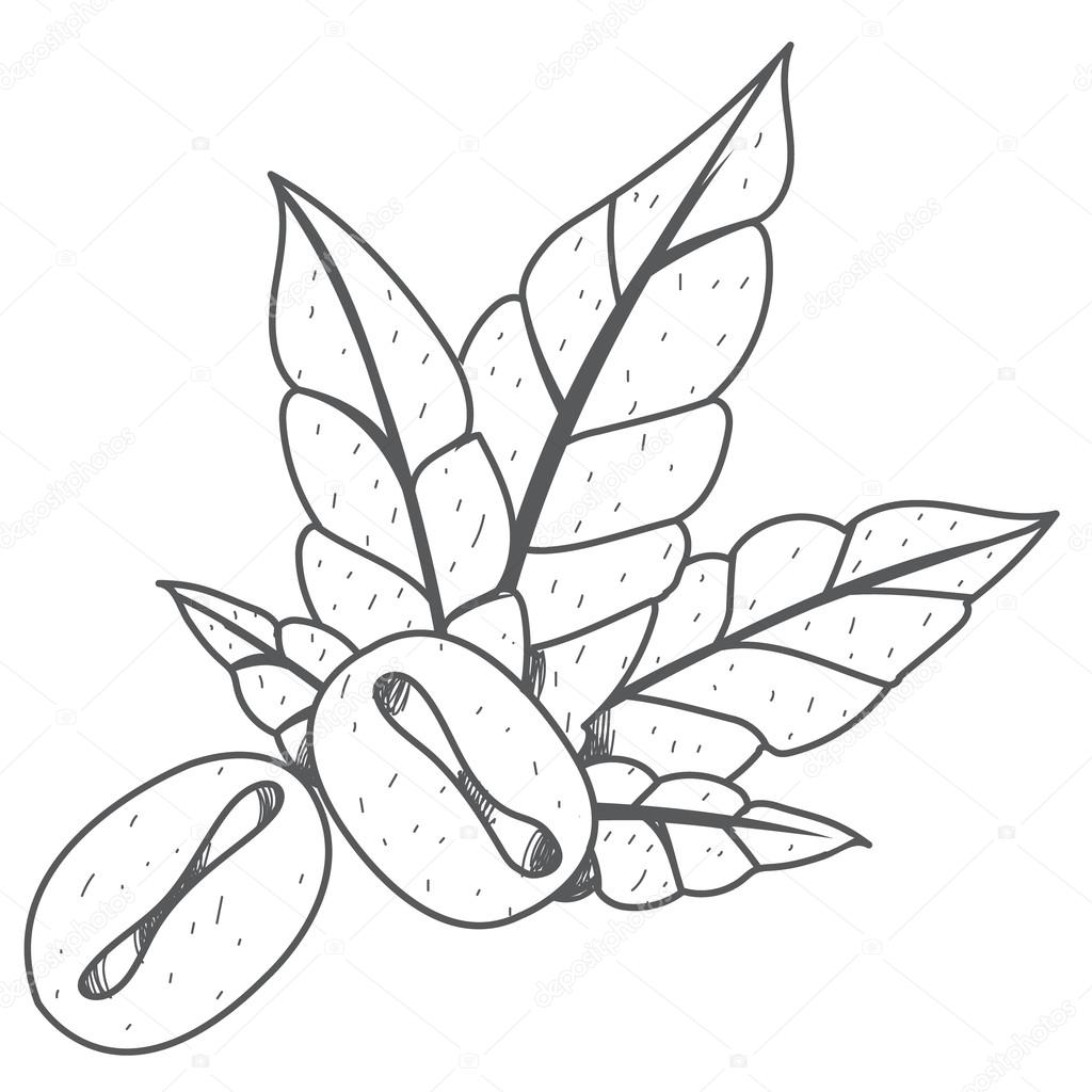 1024x1024 Coffee Grains And Green Leaves Outline Drawing. Stock Vector
