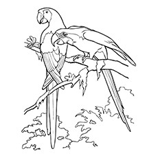 Green Parrot Drawing