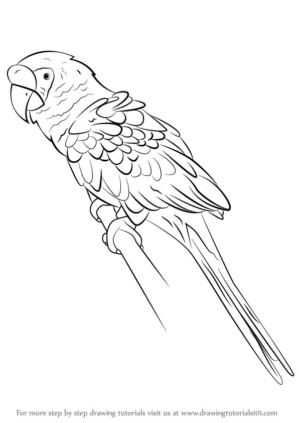 596x842 Learn How To Draw A Military Macaw (Parrots) Step By Step