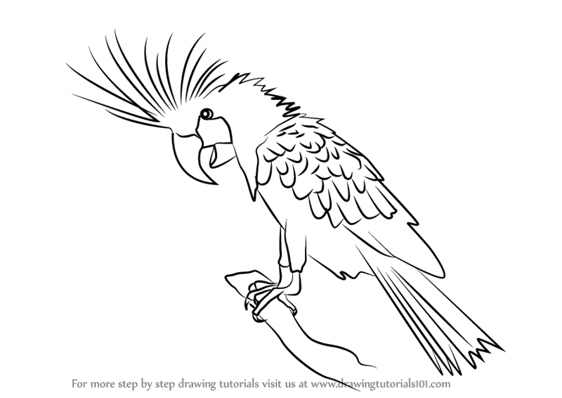 800x566 Learn How To Draw A Palm Cockatoo (Parrots) Step By Step Drawing