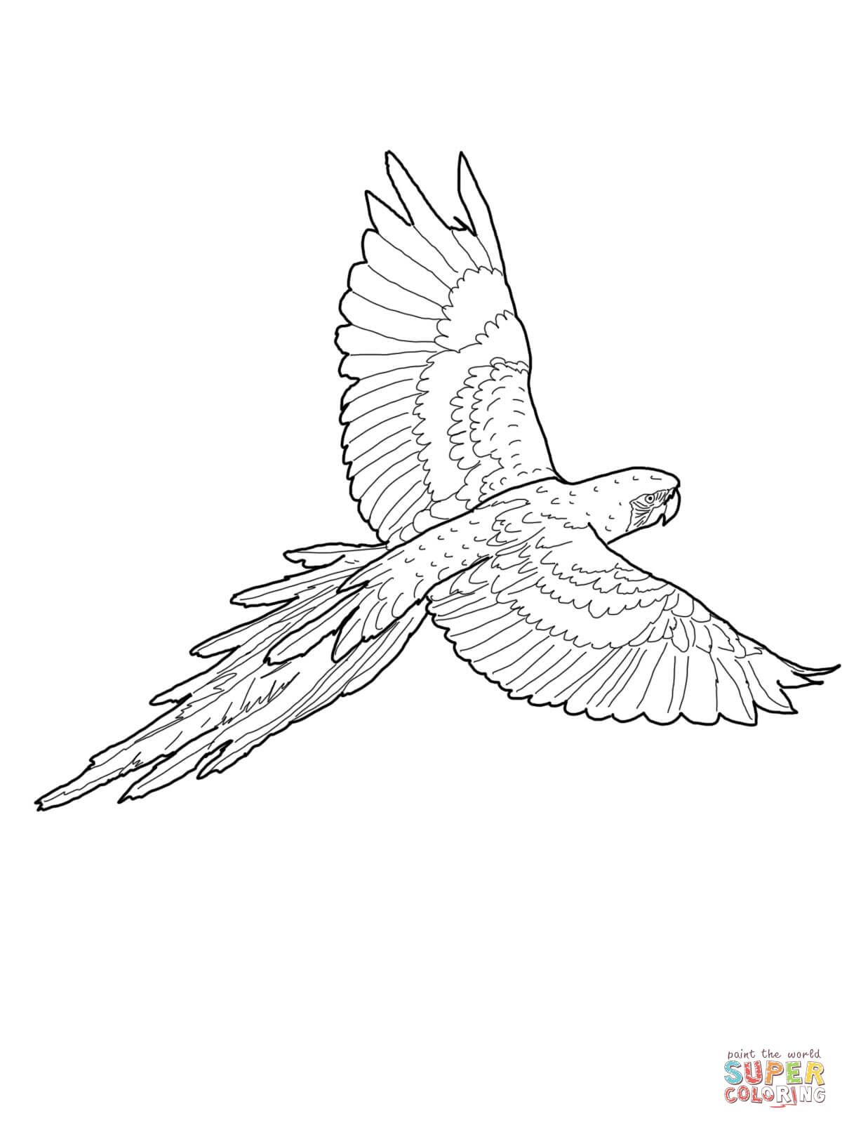 1200x1600 Macaw Coloring Pages Free Coloring Pages