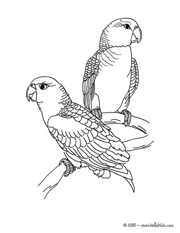 364x470 Parrot Coloring Pages, Drawing For Kids, Videos For Kids, Kids