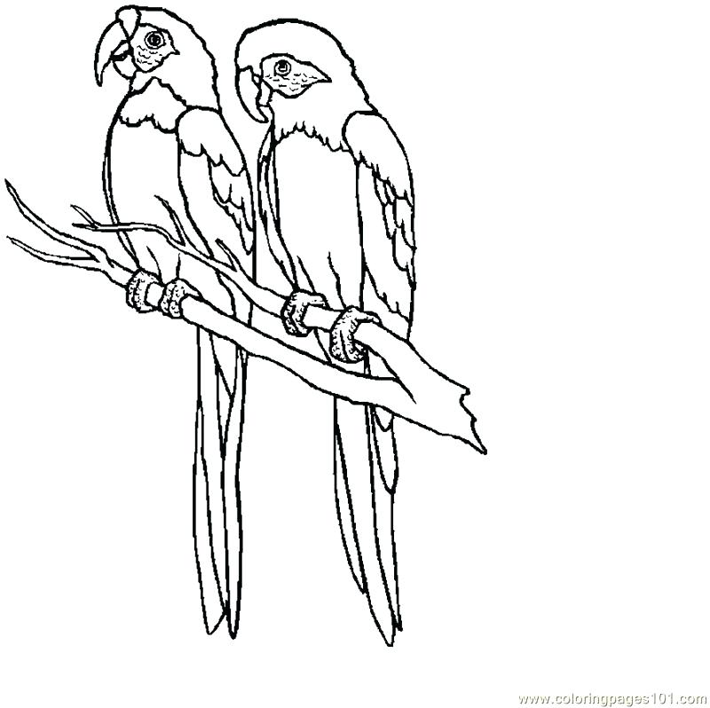 800x798 Parrot Picture To Color Parrot Coloring Page Media