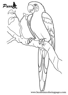 236x330 Parrots Coloring Sheet Outline, Parrot Drawing Outline. Coloring