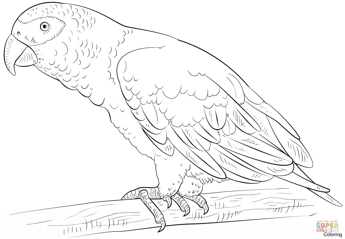 1186x824 Talk Parrot Coloring Page 1920x1080 Pages Cartoon Of For Preschool