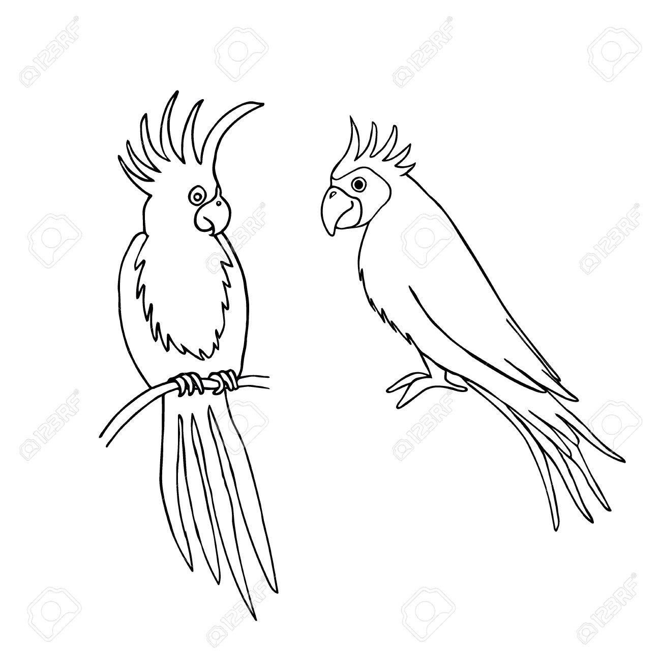 1300x1300 Vector Illustration Of Parrot Outline Based On Hand Draw Sketch