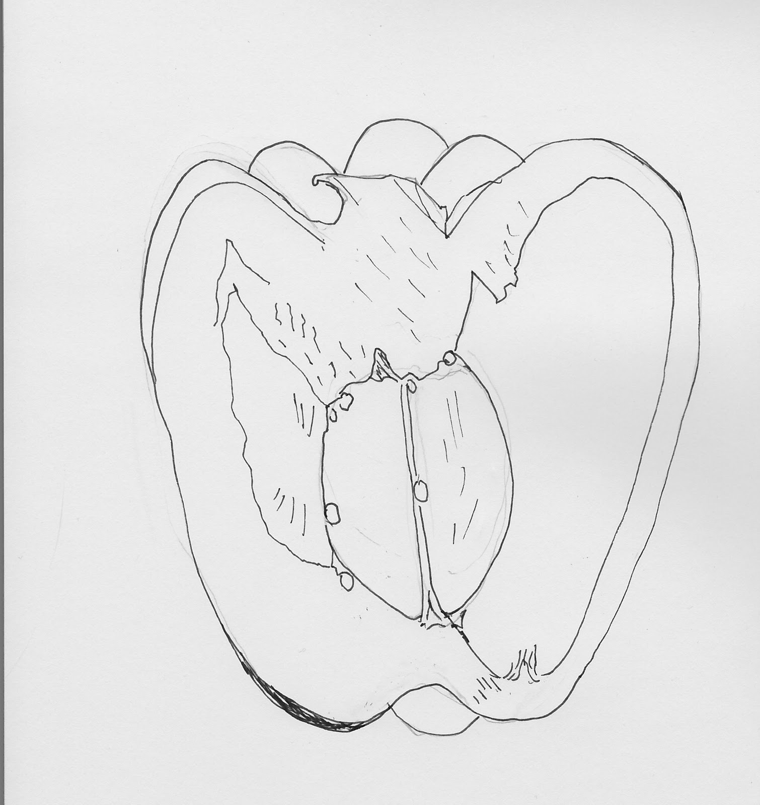 1510x1600 Learning To Draw Line Drawing Green Pepper
