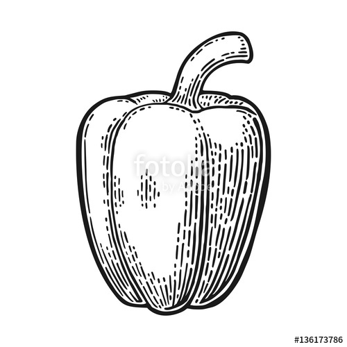 500x500 Sweet Bell Pepper. Vector Vintage Engraved Illustration Stock